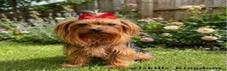 Yorkshire Terrier dogs for sale: Yorkshire Terrier 1 - Ad 3
