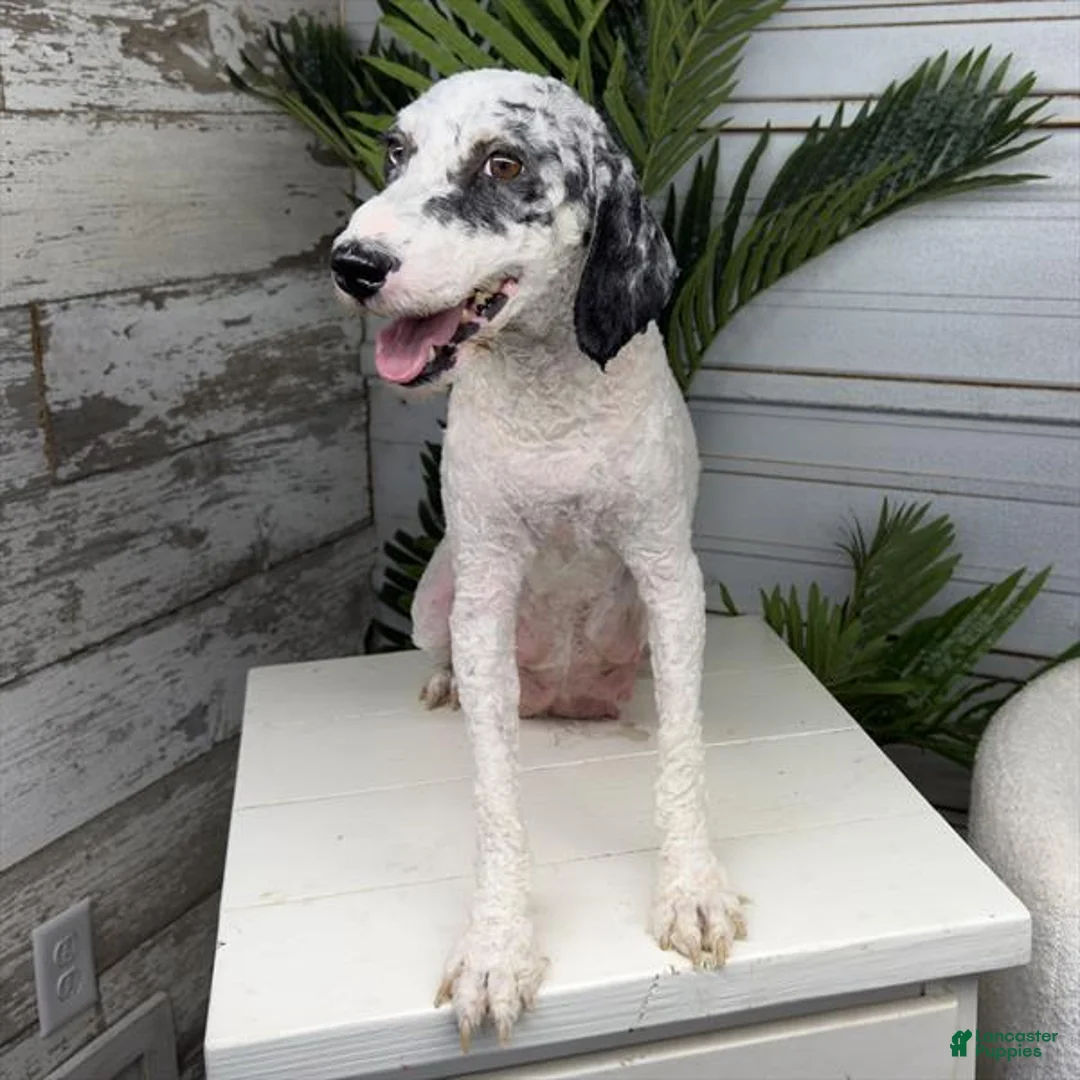 Mini Bernedoodle dogs for sale: Nacho - Ad 4