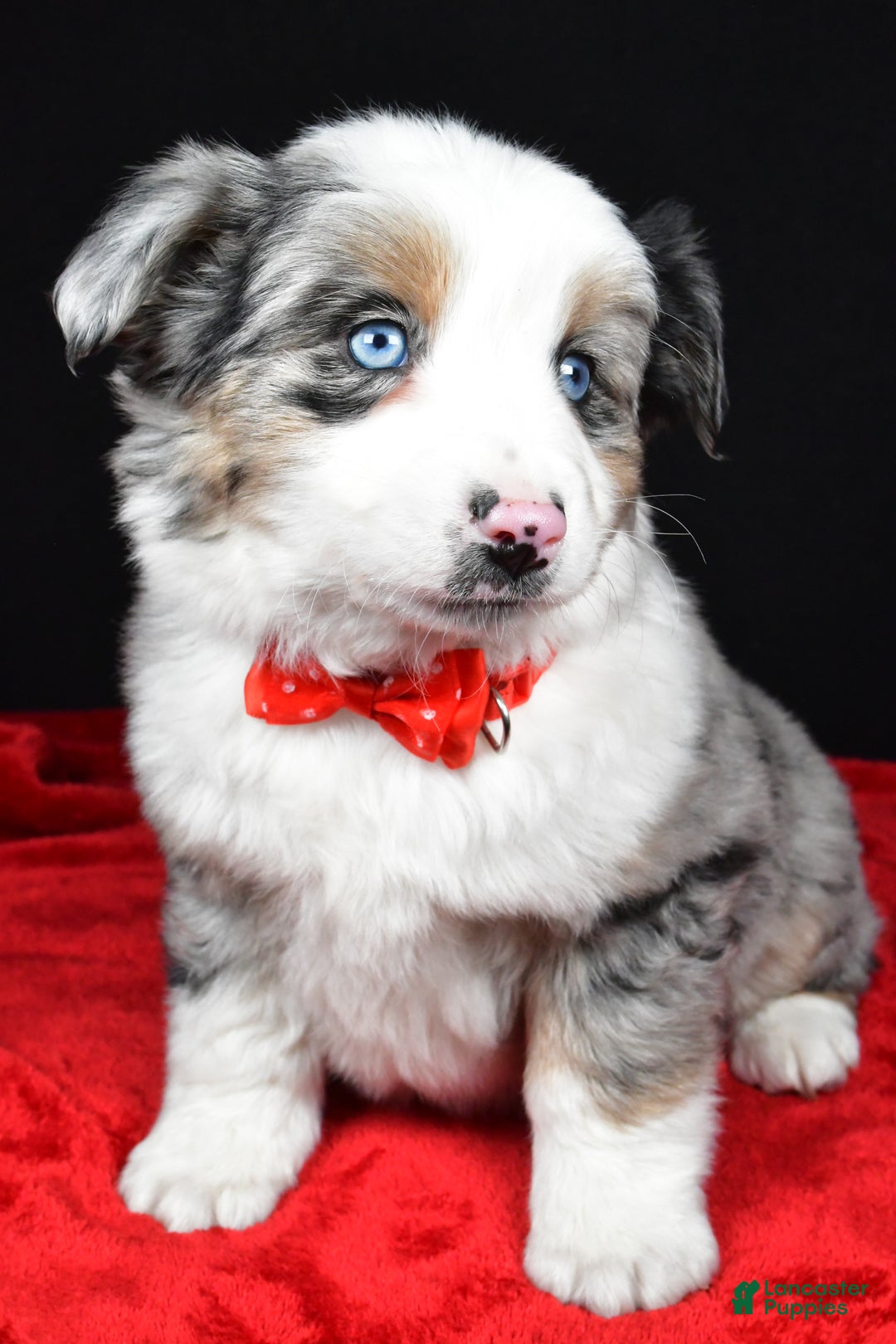 Miniature Australian Shepherd dogs for sale: Rover - Ad 3