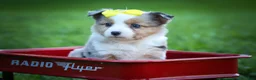 Mixed Breed dogs for sale: Gabby💕 - Ad 4