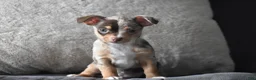 Chihuahua dogs for sale: Sprout - Ad 1