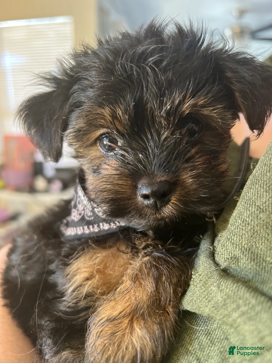 Yorkshire Terrier dogs for sale: Yorkshire Terrier Puppy 2 - Ad 2