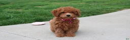 Bichpoo dogs for sale: Trixie - Ad 13