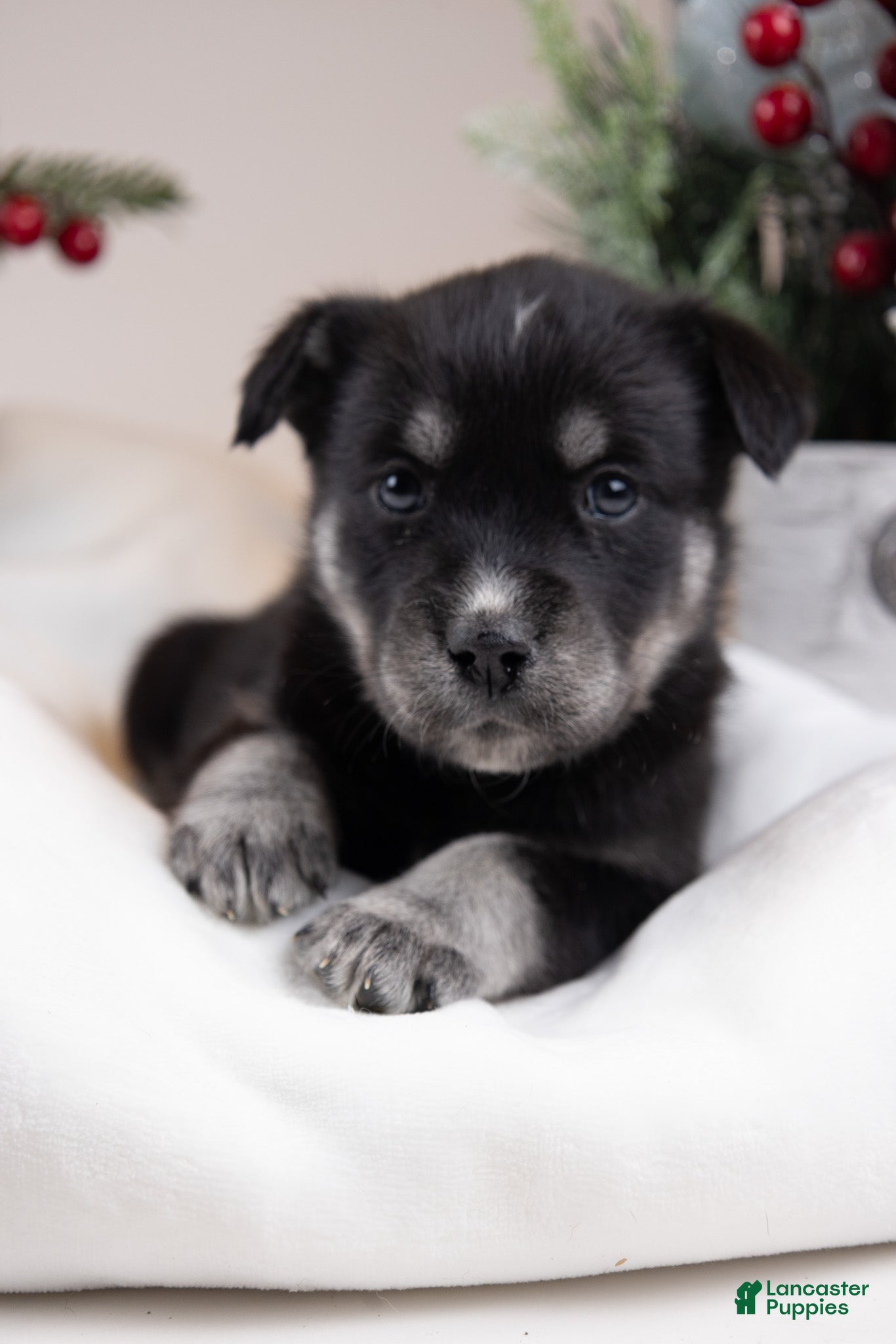 Goberian dogs Lovey - Ad 13