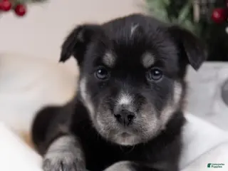 Goberian dogs Lovey - Ad 2