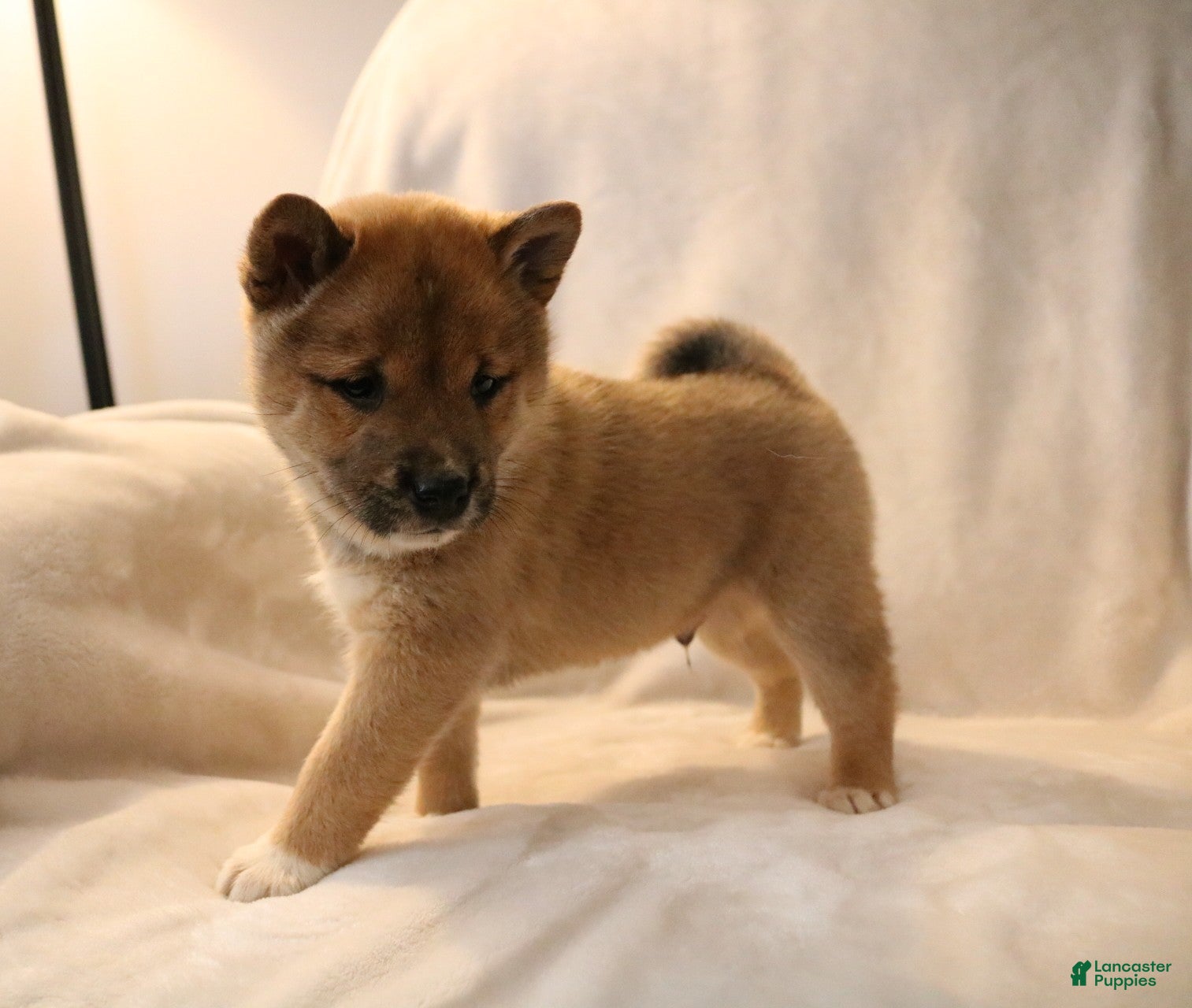 Shiba Inu dogs Sarge - Ad 32
