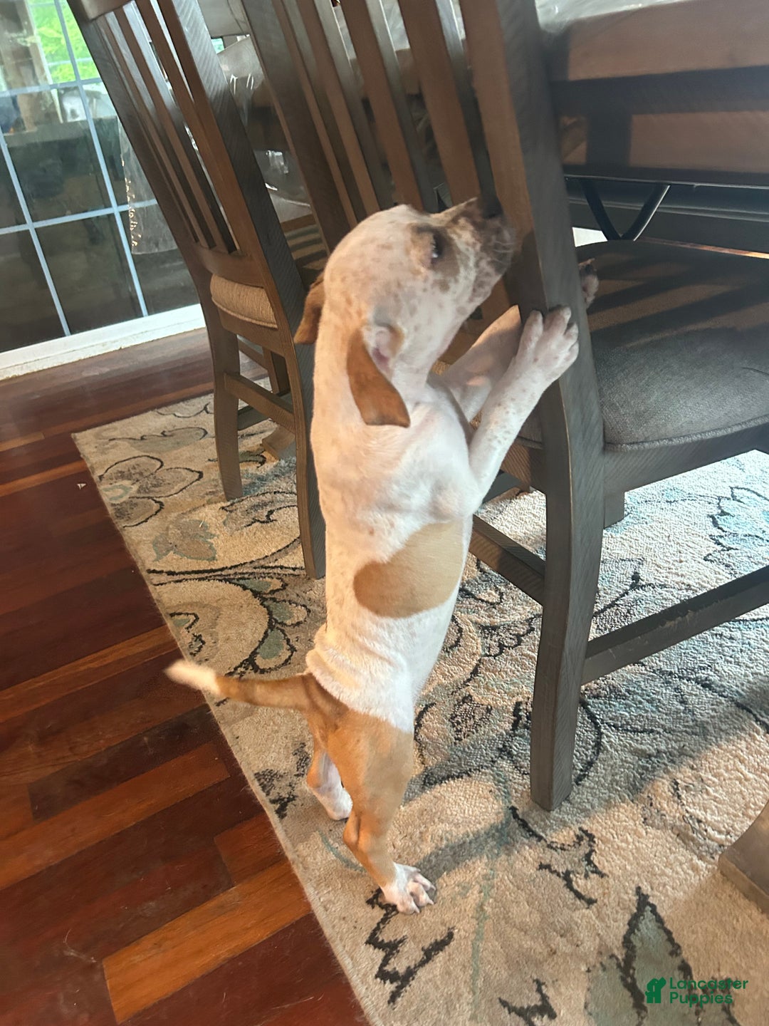 Mixed Breed dogs for sale: Mixed Breed Puppy 6 - Ad 12