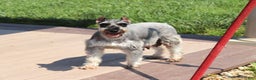 Miniature Schnauzer dogs for sale: Trace - Ad 6