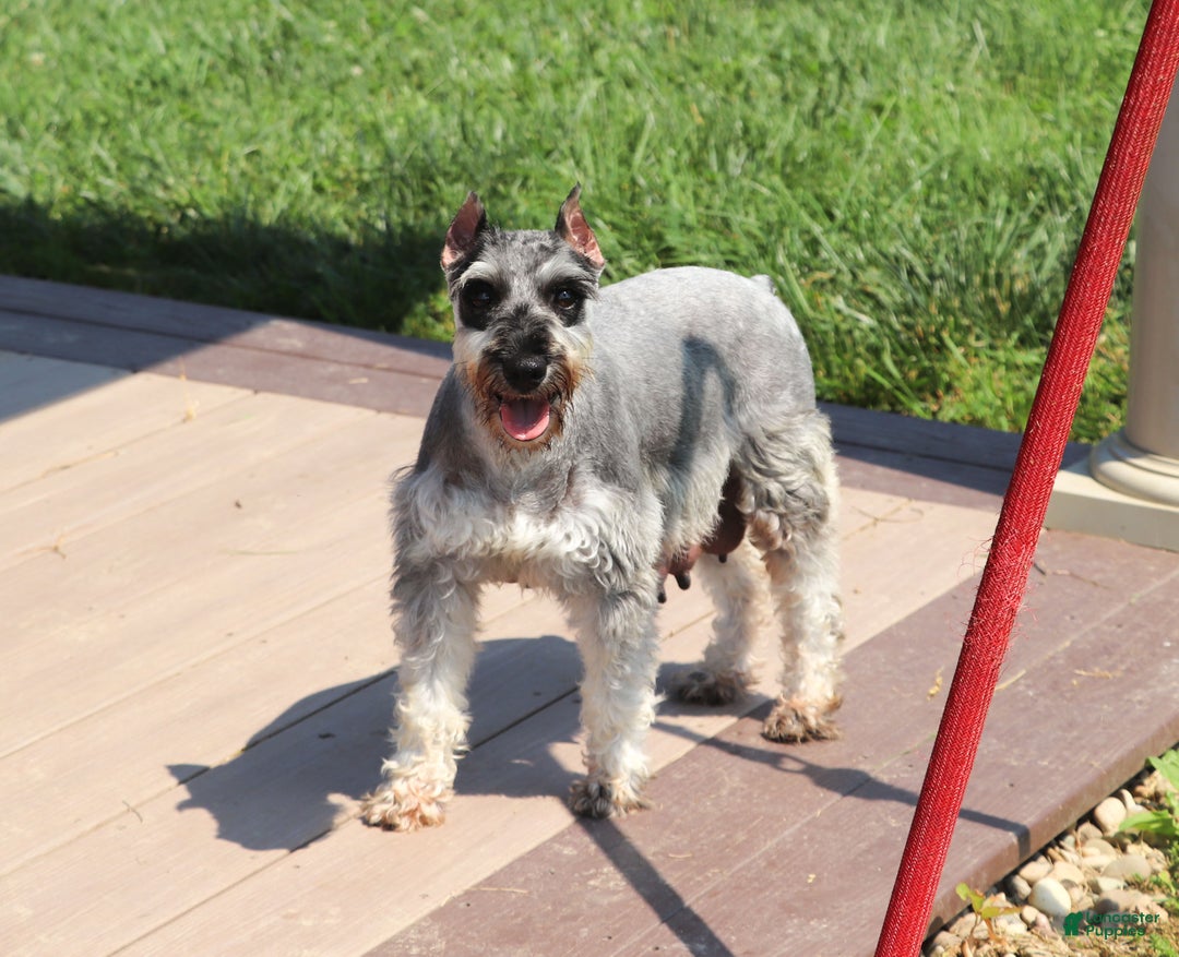 Miniature Schnauzer dogs for sale: Trace - Ad 6