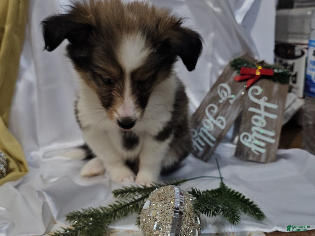 Shetland Sheepdog dogs for sale: Holly - Ad 10