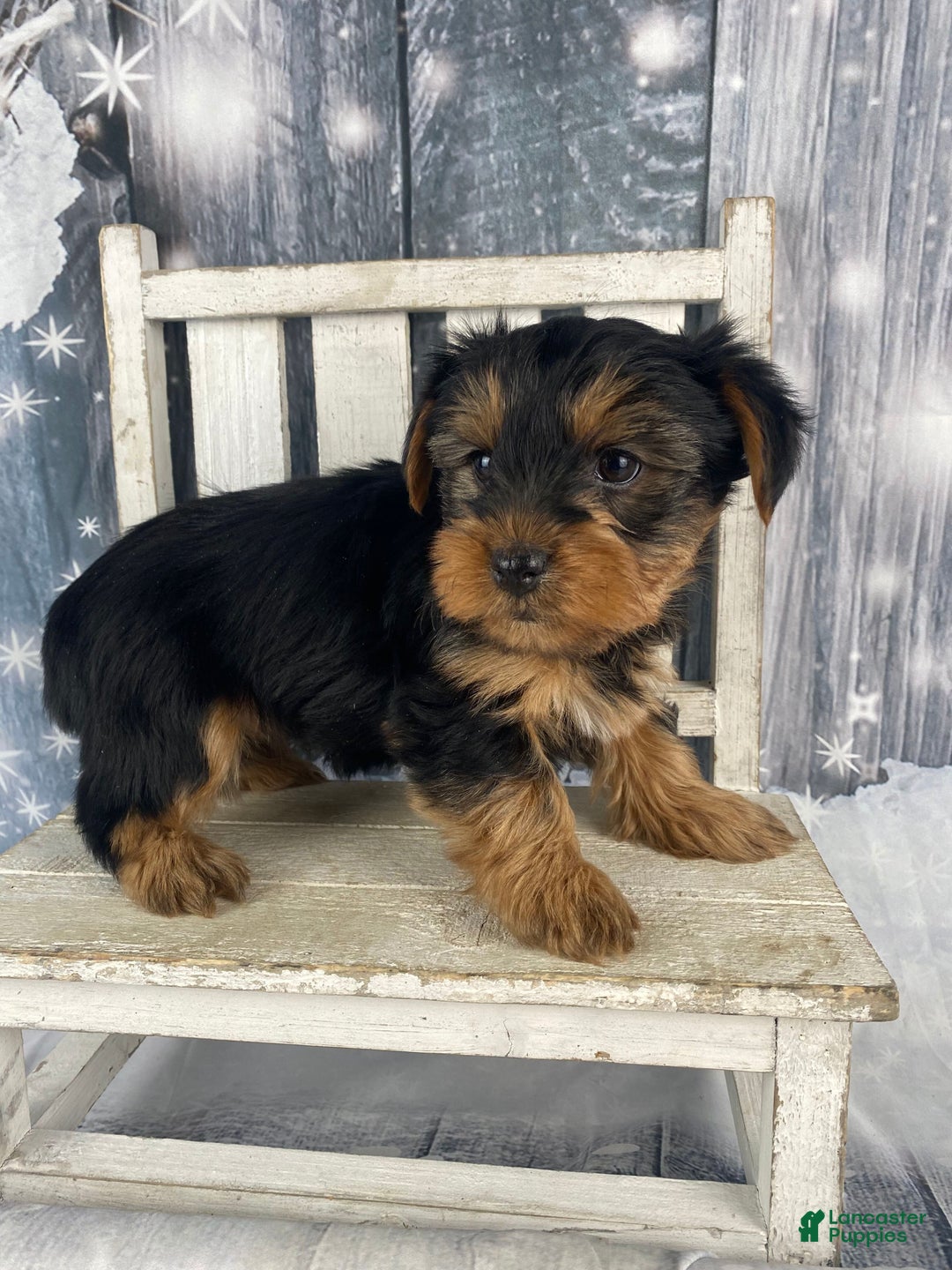 Yorkshire Terrier dogs for sale: Cali - Ad 7