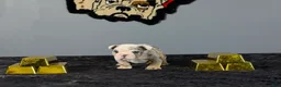 English Bulldog dogs for sale: English Bulldog 2 - Ad 6