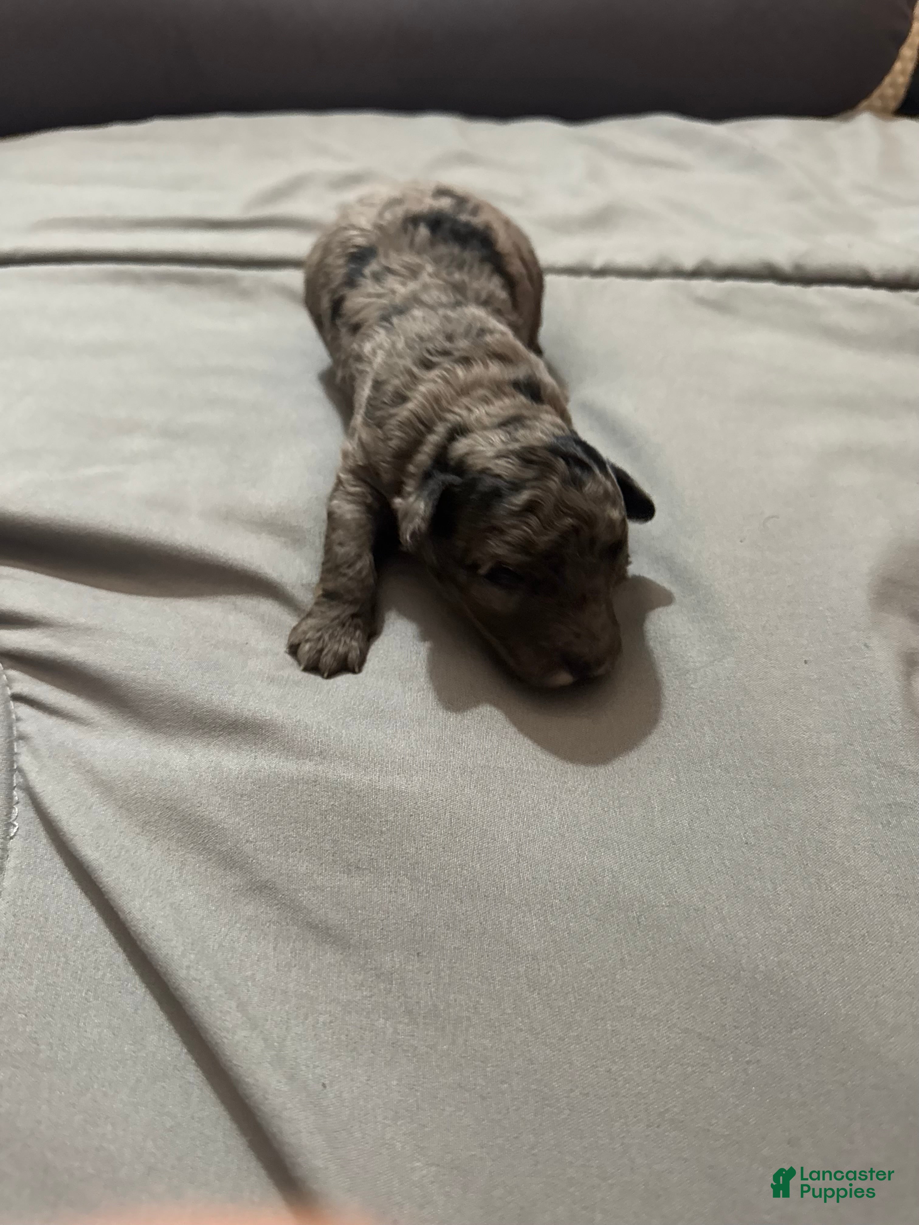 Toy Poodle dogs Panchito - Ad 21