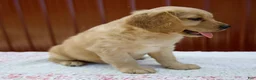 Miniature Golden Retriever dogs for sale: Griffin - Ad 4