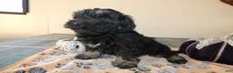 Yorkiepoo dogs for sale: Yorkiepoo 2 Score - Ad 2