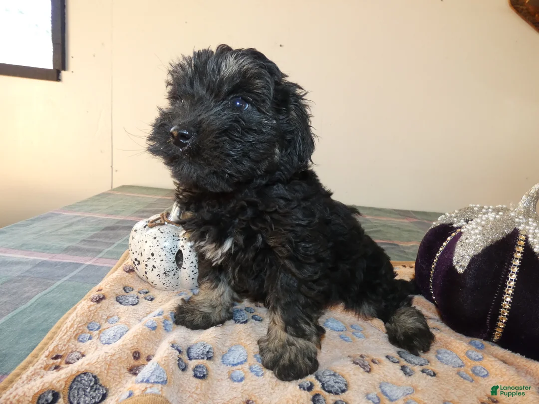 Yorkiepoo dogs for sale: Yorkiepoo 2 Score - Ad 2