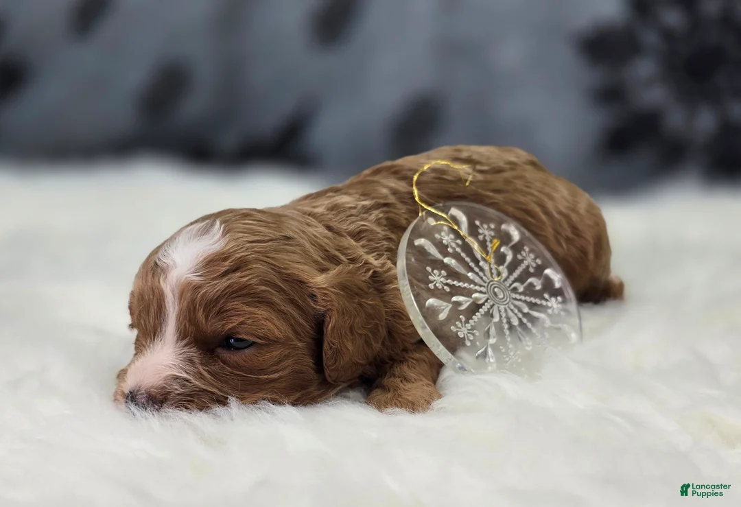 Cavapoo dogs for sale: Blizzard - Ad 4