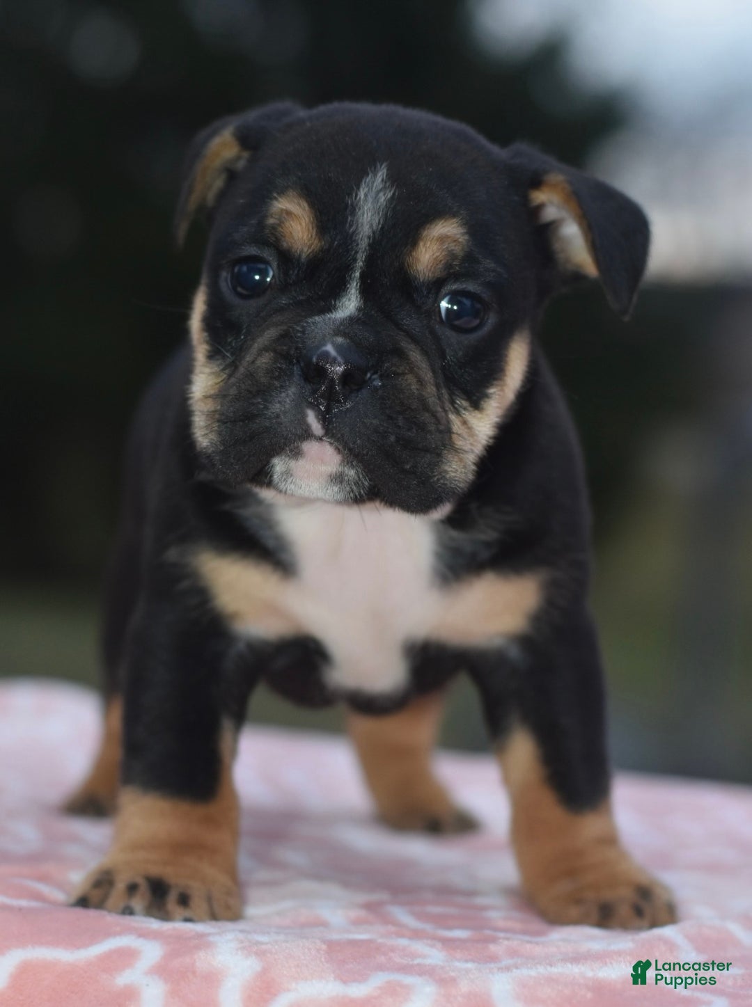 Mixed Breed dogs for sale: Emma tricolor hybrid  - Ad 14