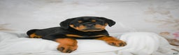Rottweiler dogs for sale: Tater Tot  - Ad 3