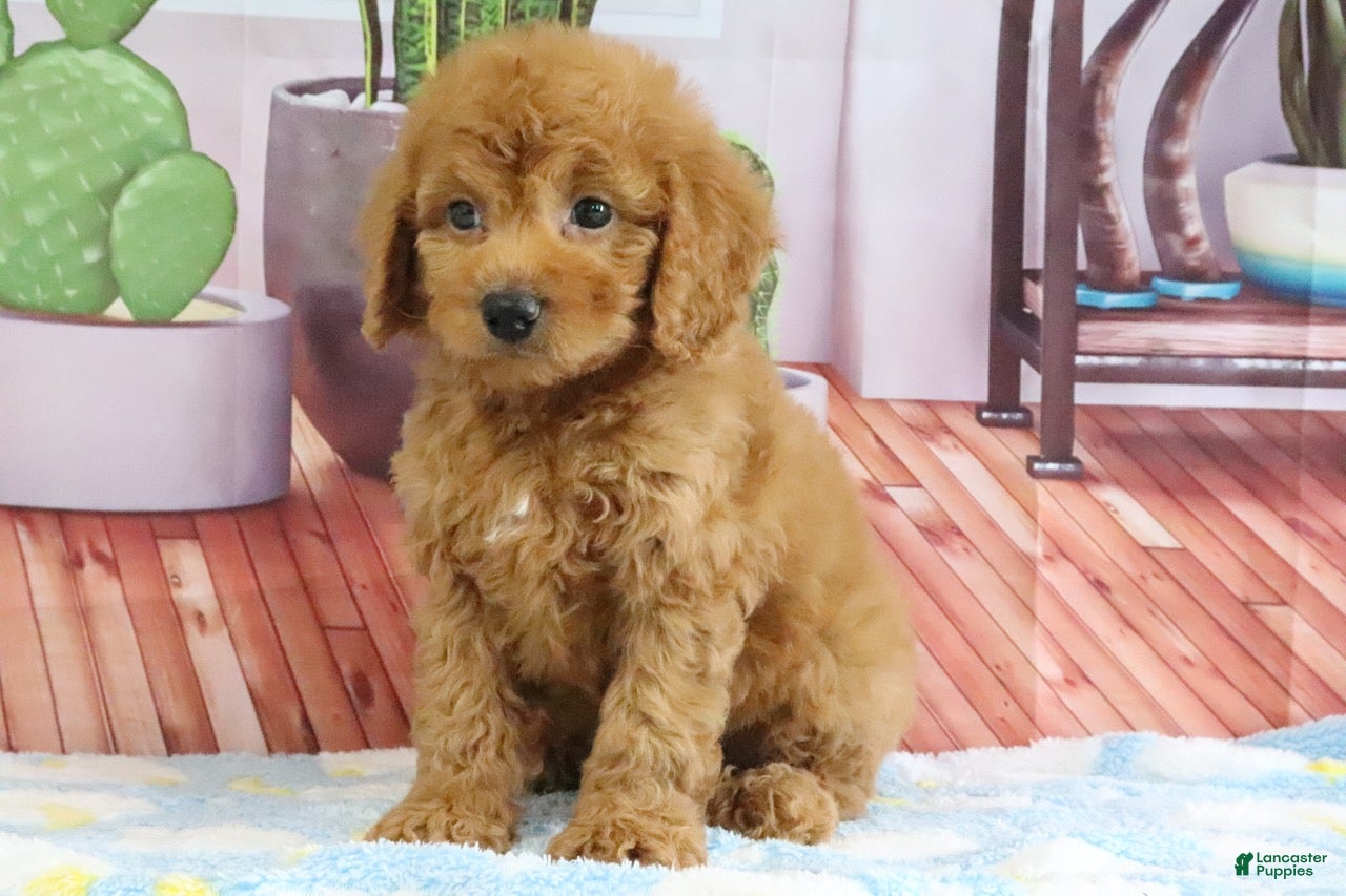Mini Goldendoodle dogs Kodiak - Ad 1