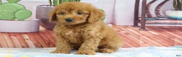 Mini Goldendoodle dogs for sale: Kodiak - Ad 1