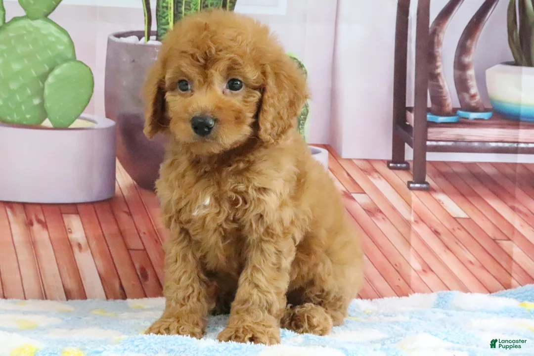 Mini Goldendoodle dogs for sale: Kodiak - Ad 1