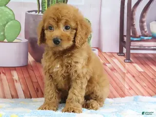 Mini Goldendoodle dogs for sale: Kodiak - Ad 3