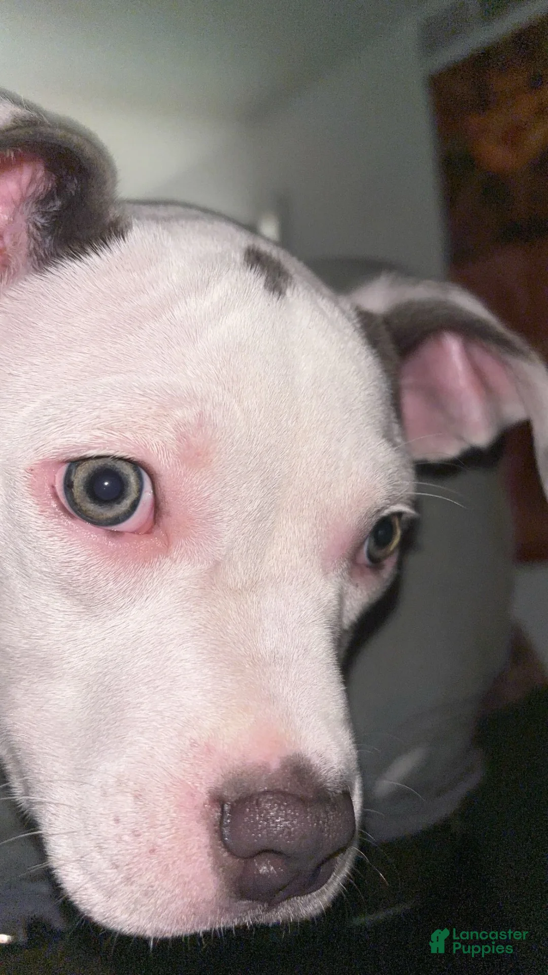 American Pit Bull Terrier dogs for sale: American Pit Bull Terrier 4 - Ad 2