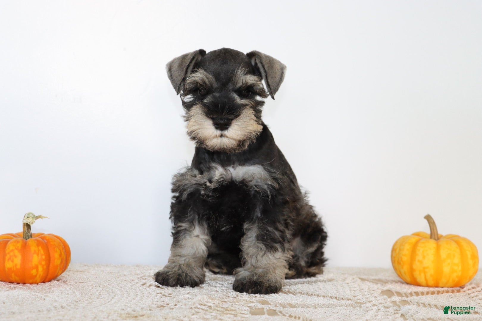 Miniature Schnauzer dogs for sale: Dakota - Ad 4