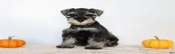 Miniature Schnauzer dogs for sale: Dakota - Ad 1