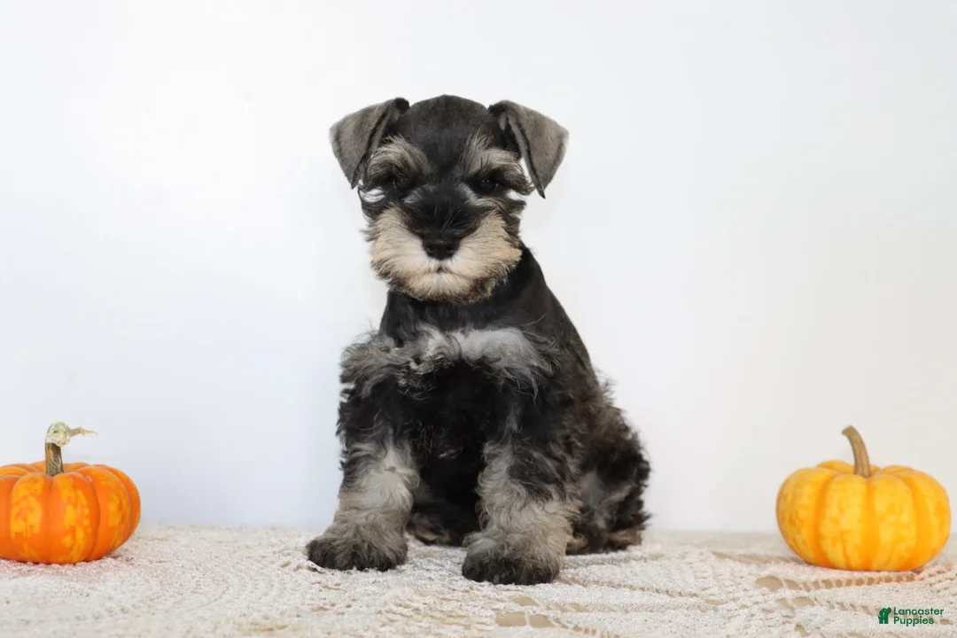 Miniature Schnauzer dogs for sale: Dakota - Ad 1