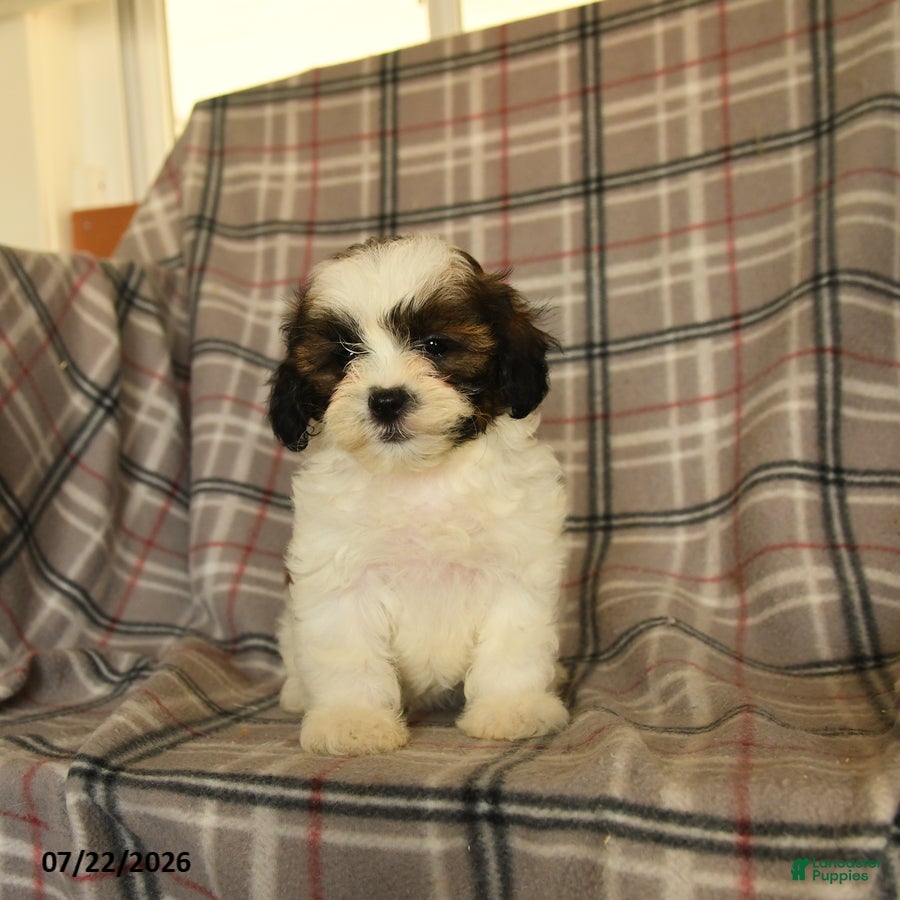 Mixed Breed dogs Utopia - Ad 1