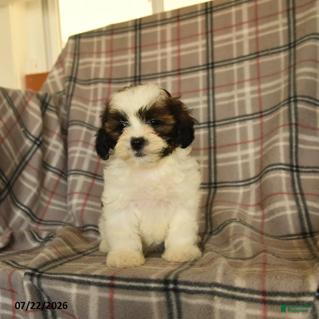 Mixed Breed dogs for sale: Utopia - Ad 1