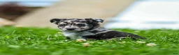 Chihuahua dogs for sale: Ryder Chihuahua Puppy  - Ad 5