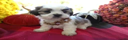 Shih Tzu dogs for sale: Shih Tzu 4 Drake - Ad 3
