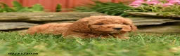 Mini Goldendoodle dogs for sale: Quinlan - Ad 2