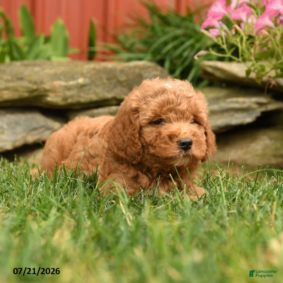 Mini Goldendoodle dogs for sale: Quinlan - Ad 2