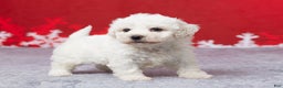 Bichon Frise dogs for sale: Frank - Ad 4