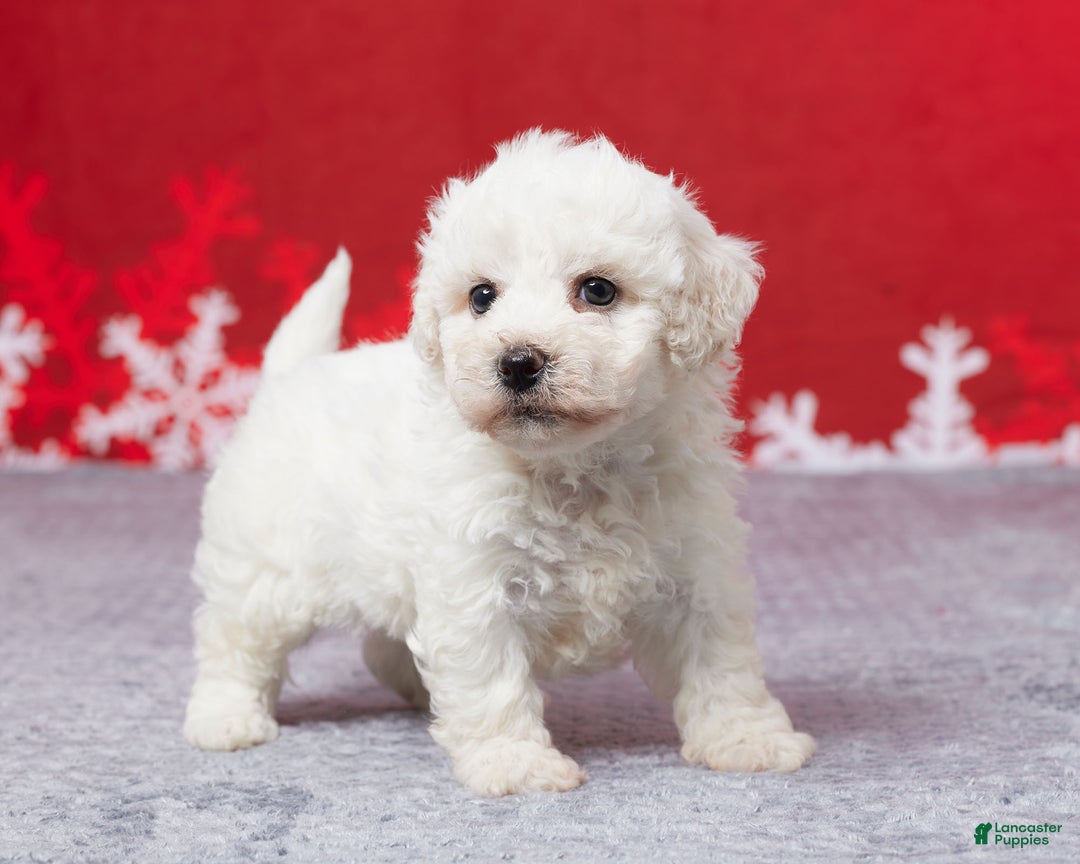 Bichon Frise dogs for sale: Frank - Ad 4
