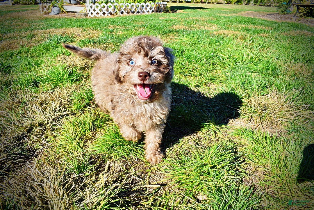 Havapoo dogs for sale: Indy - Ad 15