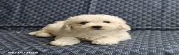 Bichon Frise dogs for sale: Ben - Ad 3