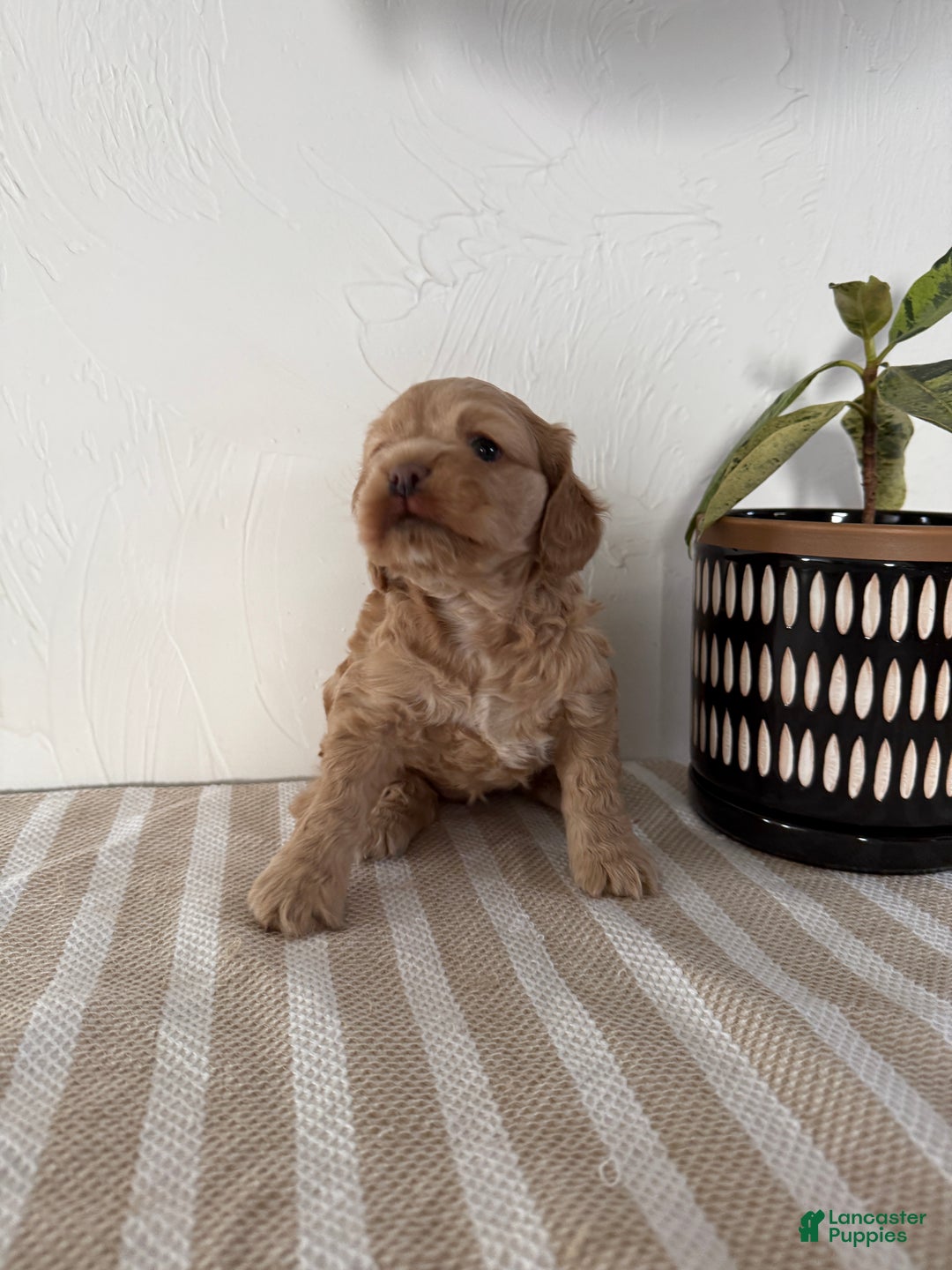 Cocker Spaniel dogs for sale: Daisy - Ad 11