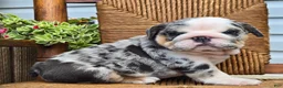 English Bulldog dogs for sale: Blizzard - Ad 3