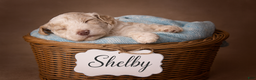 Standard Poodle dogs for sale: Shelby  - Ad 1
