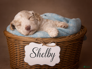Standard Poodle dogs for sale: Shelby - Ad 2