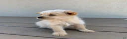 Mixed Breed dogs for sale: Mixed Breed Puppy 1 - Ad 2