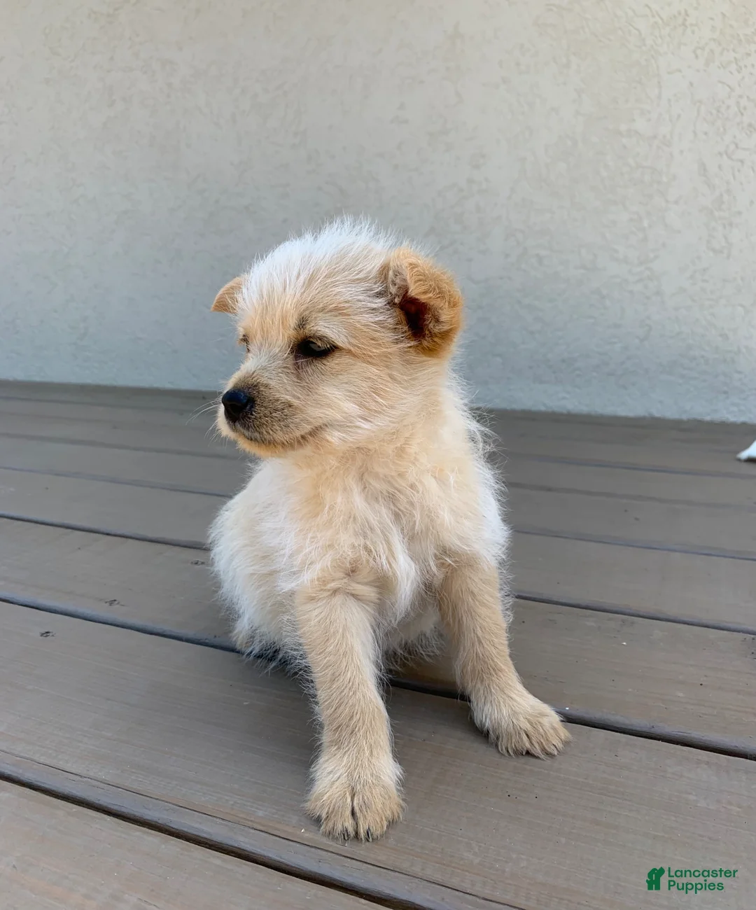 Mixed Breed dogs for sale: Mixed Breed Puppy 1 - Ad 2