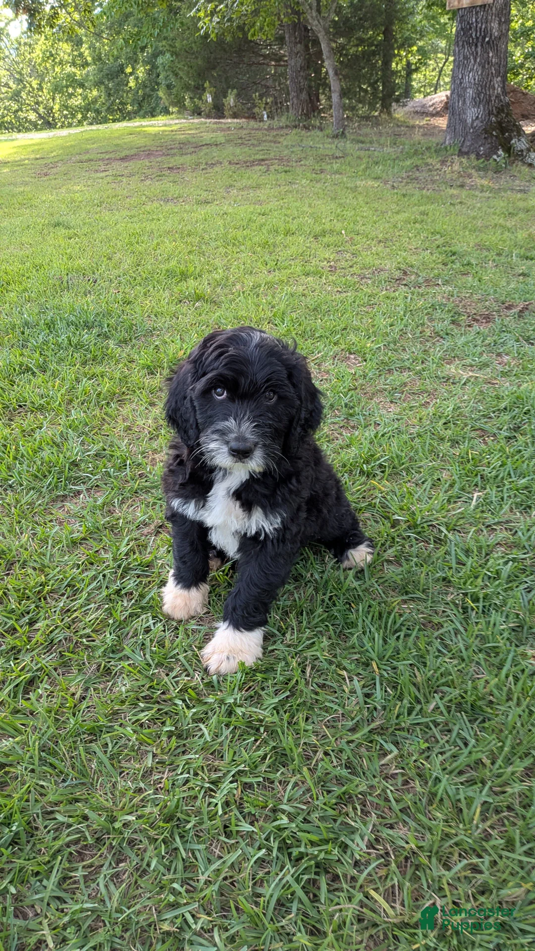 Mixed Breed dogs for sale: Leo - Ad 1