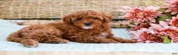 Toy Poodle dogs for sale: Bethany - Ad 5