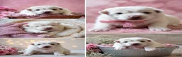 Pomeranian dogs for sale: Pomeranian 3 - Ad 1